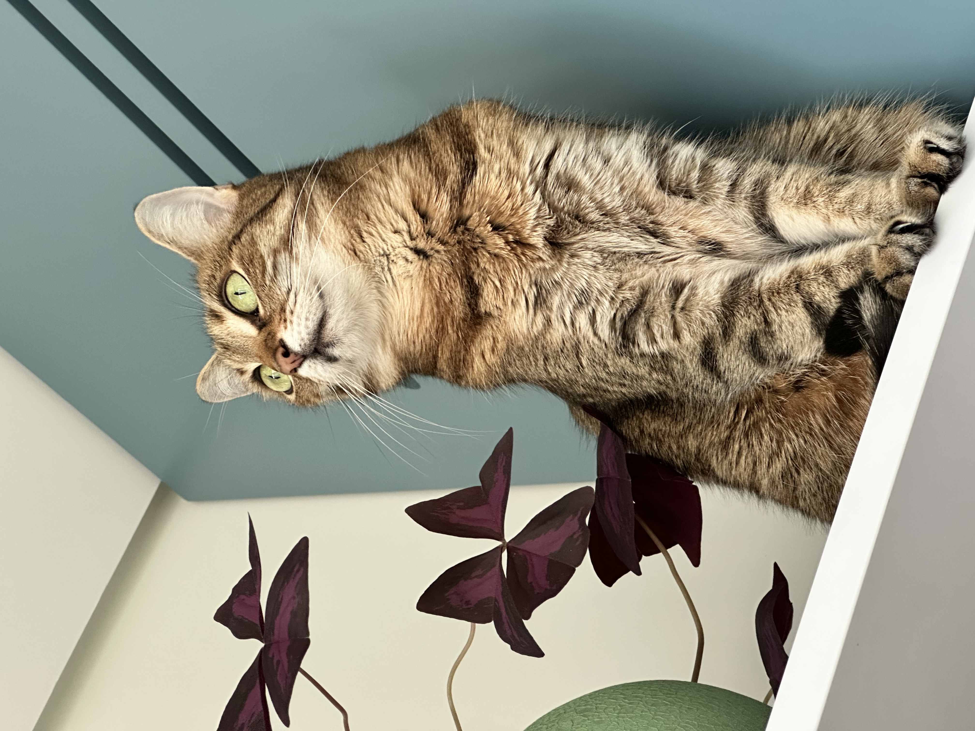 Dmytro M. (Bike L.A.B)